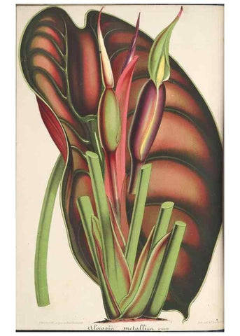 Reproducción/Reproduction 49688191302: L'Illustration horticole :. Gand, Belgium :Imprimerie et lithographie de F. et E. Gyselnyck,1854-1896.. 