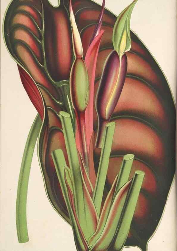 Reproducción/Reproduction 49688191302: L'Illustration horticole :. Gand, Belgium :Imprimerie et lithographie de F. et E. Gyselnyck,1854-1896.. 