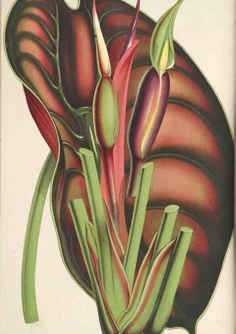 Reproducción/Reproduction 49688191302: L'Illustration horticole :. Gand, Belgium :Imprimerie et lithographie de F. et E. Gyselnyck,1854-1896.. 
