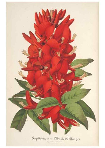 Reproducción/Reproduction 49688195497: L'Illustration horticole :. Gand, Belgium :Imprimerie et lithographie de F. et E. Gyselnyck,1854-1896.. 