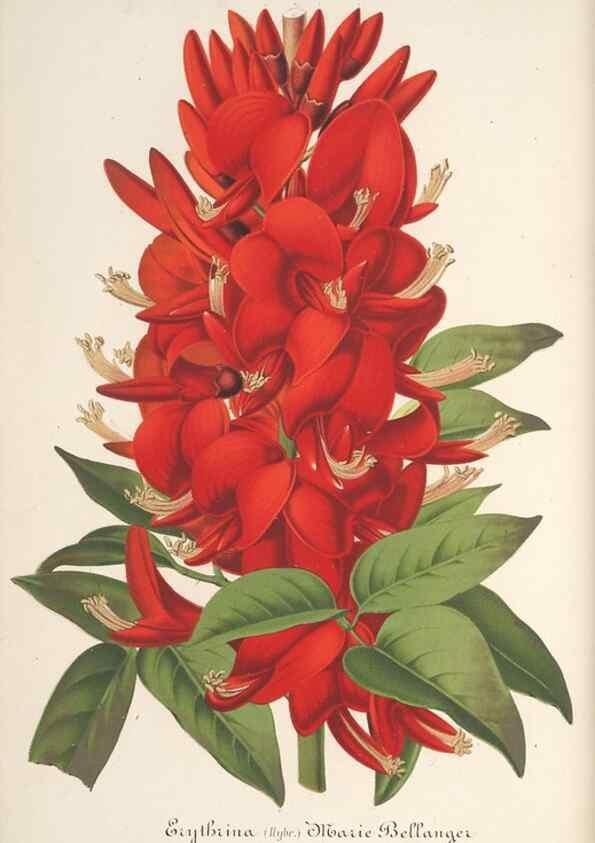 Reproducción/Reproduction 49688195497: L'Illustration horticole :. Gand, Belgium :Imprimerie et lithographie de F. et E. Gyselnyck,1854-1896.. 