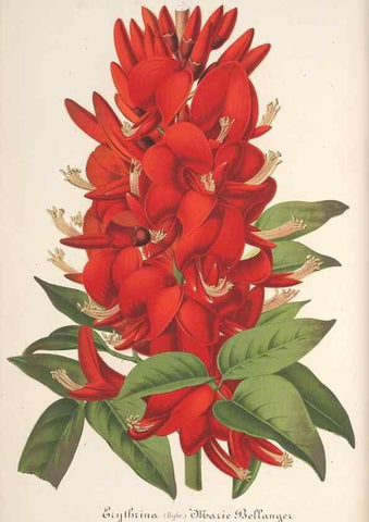 Reproducción/Reproduction 49688195497: L'Illustration horticole :. Gand, Belgium :Imprimerie et lithographie de F. et E. Gyselnyck,1854-1896.. 