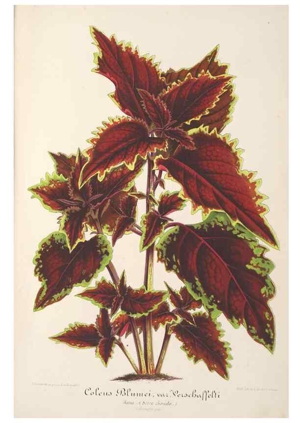 Reproducción/Reproduction 49687360258: L'Illustration horticole :. Gand, Belgium :Imprimerie et lithographie de F. et E. Gyselnyck,1854-1896.. 