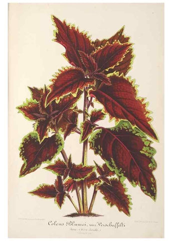 Reproducción/Reproduction 49687360258: L'Illustration horticole :. Gand, Belgium :Imprimerie et lithographie de F. et E. Gyselnyck,1854-1896.. 