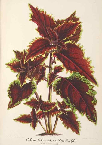 Reproducción/Reproduction 49687360258: L'Illustration horticole :. Gand, Belgium :Imprimerie et lithographie de F. et E. Gyselnyck,1854-1896.. 