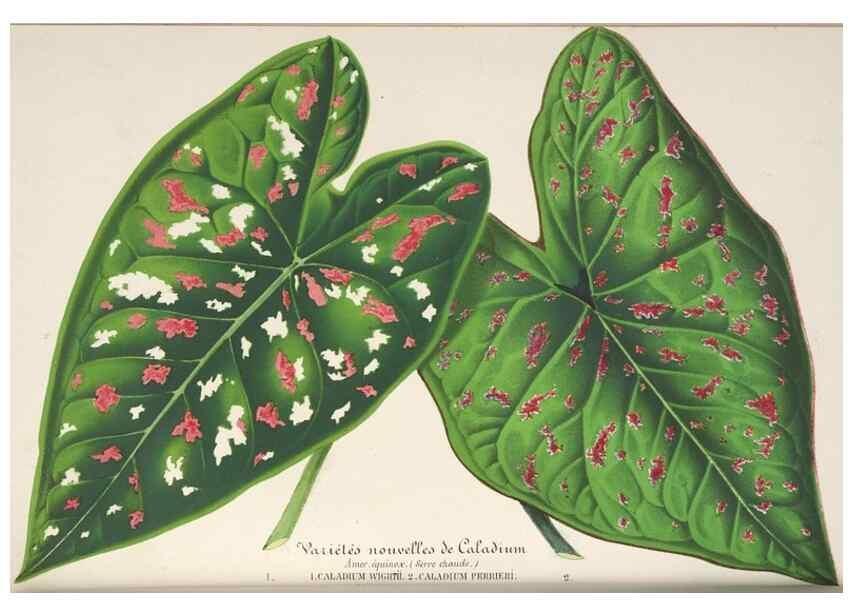 Reproducción/Reproduction 49688196922: L'Illustration horticole :. Gand, Belgium :Imprimerie et lithographie de F. et E. Gyselnyck,1854-1896.. 