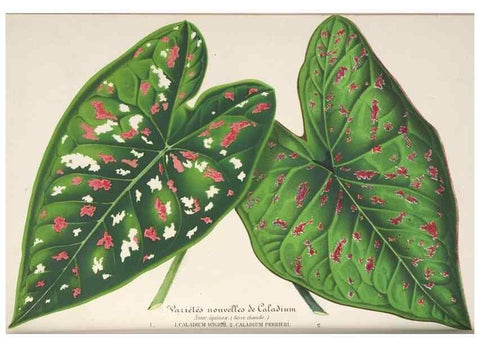 Reproducción/Reproduction 49688196922: L'Illustration horticole :. Gand, Belgium :Imprimerie et lithographie de F. et E. Gyselnyck,1854-1896.. 