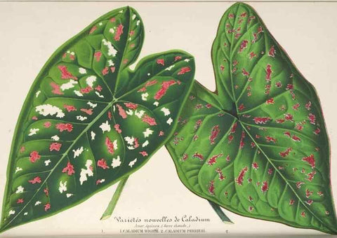 Reproducción/Reproduction 49688196922: L'Illustration horticole :. Gand, Belgium :Imprimerie et lithographie de F. et E. Gyselnyck,1854-1896.. 