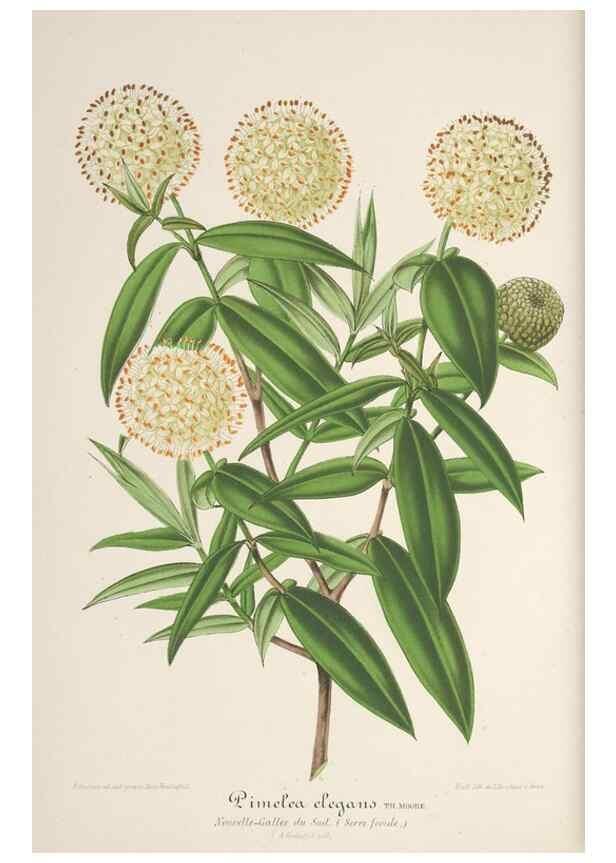 Reproducción/Reproduction 49688197282: L'Illustration horticole :. Gand, Belgium :Imprimerie et lithographie de F. et E. Gyselnyck,1854-1896.. 