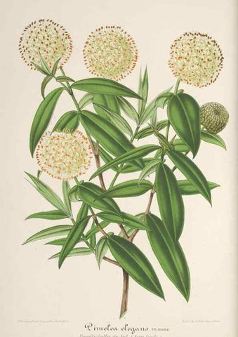 Reproducción/Reproduction 49688197282: L'Illustration horticole :. Gand, Belgium :Imprimerie et lithographie de F. et E. Gyselnyck,1854-1896.. 
