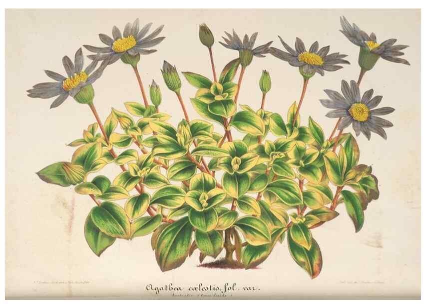 Reproducción/Reproduction 49687894196: L'Illustration horticole :. Gand, Belgium :Imprimerie et lithographie de F. et E. Gyselnyck,1854-1896.. 