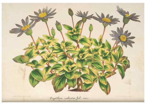 Reproducción/Reproduction 49687894196: L'Illustration horticole :. Gand, Belgium :Imprimerie et lithographie de F. et E. Gyselnyck,1854-1896.. 