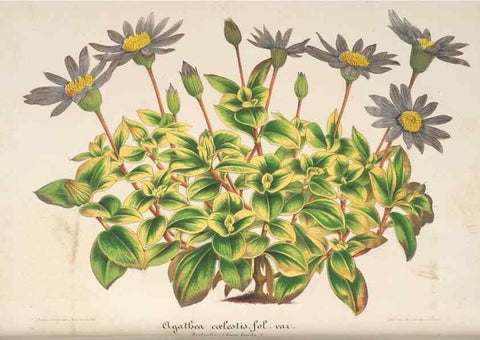 Reproducción/Reproduction 49687894196: L'Illustration horticole :. Gand, Belgium :Imprimerie et lithographie de F. et E. Gyselnyck,1854-1896.. 