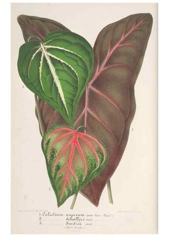 Reproducción/Reproduction 49687361903: L'Illustration horticole :. Gand, Belgium :Imprimerie et lithographie de F. et E. Gyselnyck,1854-1896.. 