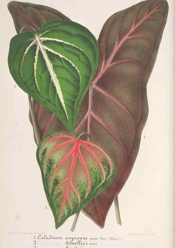 Reproducción/Reproduction 49687361903: L'Illustration horticole :. Gand, Belgium :Imprimerie et lithographie de F. et E. Gyselnyck,1854-1896.. 