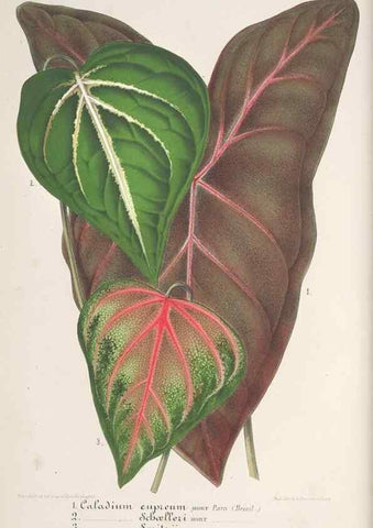 Reproducción/Reproduction 49687361903: L'Illustration horticole :. Gand, Belgium :Imprimerie et lithographie de F. et E. Gyselnyck,1854-1896.. 