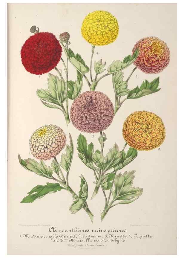 Reproducción/Reproduction 49687362308: L'Illustration horticole :. Gand, Belgium :Imprimerie et lithographie de F. et E. Gyselnyck,1854-1896.. 