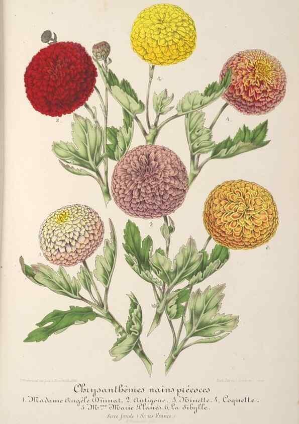 Reproducción/Reproduction 49687362308: L'Illustration horticole :. Gand, Belgium :Imprimerie et lithographie de F. et E. Gyselnyck,1854-1896.. 