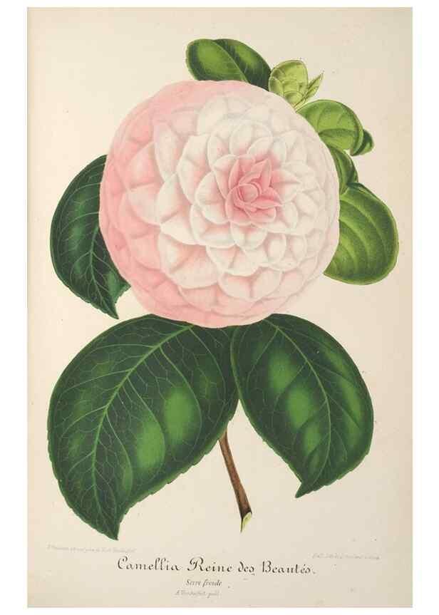 Reproducción/Reproduction 49687362693: L'Illustration horticole :. Gand, Belgium :Imprimerie et lithographie de F. et E. Gyselnyck,1854-1896.. 
