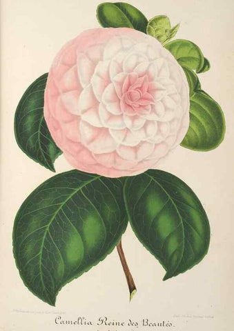 Reproducción/Reproduction 49687362693: L'Illustration horticole :. Gand, Belgium :Imprimerie et lithographie de F. et E. Gyselnyck,1854-1896.. 