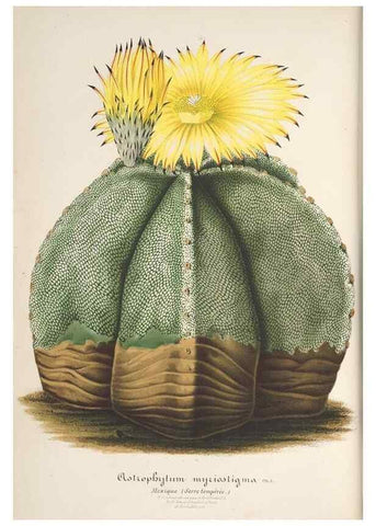 Reproducción/Reproduction 49687892586: L'Illustration horticole :. Gand, Belgium :Imprimerie et lithographie de F. et E. Gyselnyck,1854-1896.. 