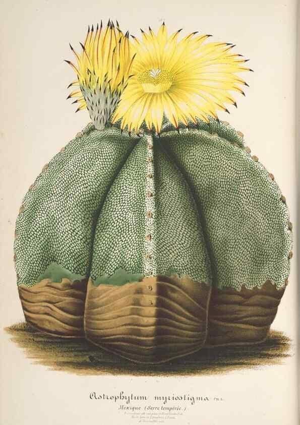 Reproducción/Reproduction 49687892586: L'Illustration horticole :. Gand, Belgium :Imprimerie et lithographie de F. et E. Gyselnyck,1854-1896.. 