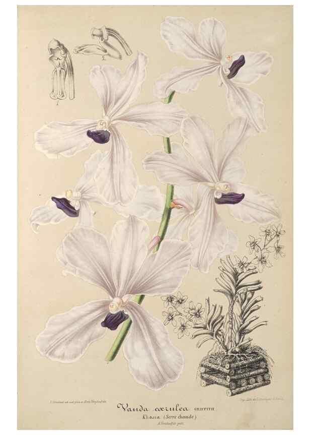 Reproducción/Reproduction 49687466562: L'Illustration horticole :. Gand, Belgium :Imprimerie et lithographie de F. et E. Gyselnyck,1854-1896.. 