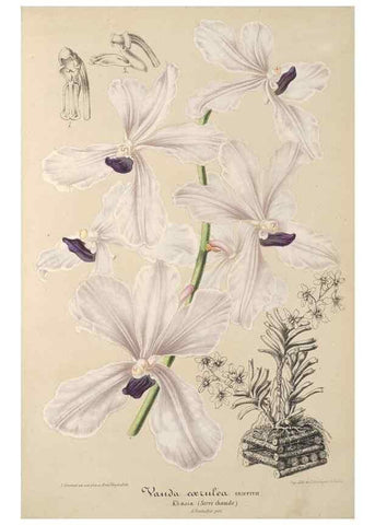 Reproducción/Reproduction 49687466562: L'Illustration horticole :. Gand, Belgium :Imprimerie et lithographie de F. et E. Gyselnyck,1854-1896.. 