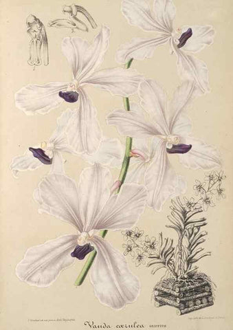 Reproducción/Reproduction 49687466562: L'Illustration horticole :. Gand, Belgium :Imprimerie et lithographie de F. et E. Gyselnyck,1854-1896.. 