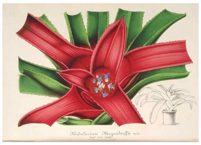 Reproducción/Reproduction 49686631143: L'Illustration horticole :. Gand, Belgium :Imprimerie et lithographie de F. et E. Gyselnyck,1854-1896.. 