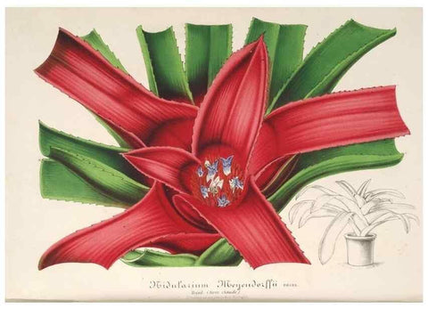 Reproducción/Reproduction 49686631143: L'Illustration horticole :. Gand, Belgium :Imprimerie et lithographie de F. et E. Gyselnyck,1854-1896.. 