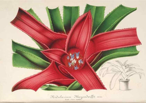 Reproducción/Reproduction 49686631143: L'Illustration horticole :. Gand, Belgium :Imprimerie et lithographie de F. et E. Gyselnyck,1854-1896.. 