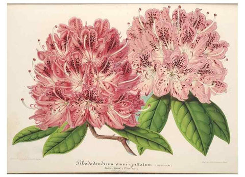 Reproducción/Reproduction 49687164006: L'Illustration horticole :. Gand, Belgium :Imprimerie et lithographie de F. et E. Gyselnyck,1854-1896.. 