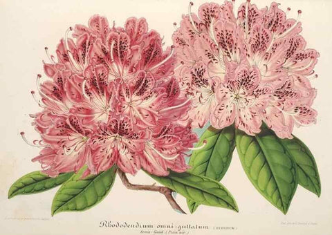 Reproducción/Reproduction 49687164006: L'Illustration horticole :. Gand, Belgium :Imprimerie et lithographie de F. et E. Gyselnyck,1854-1896.. 