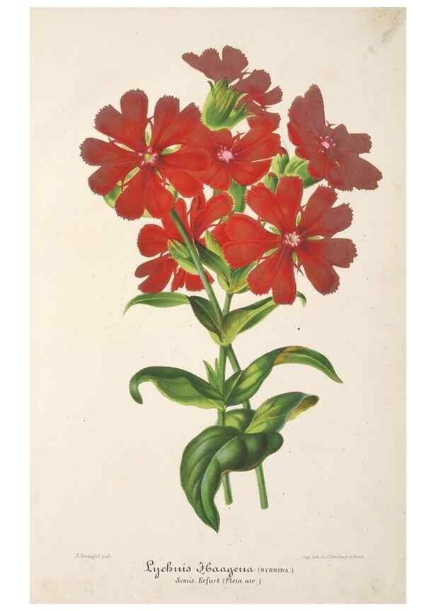 Reproducción/Reproduction 49686243921: L'Illustration horticole :. Gand, Belgium :Imprimerie et lithographie de F. et E. Gyselnyck,1854-1896.. 