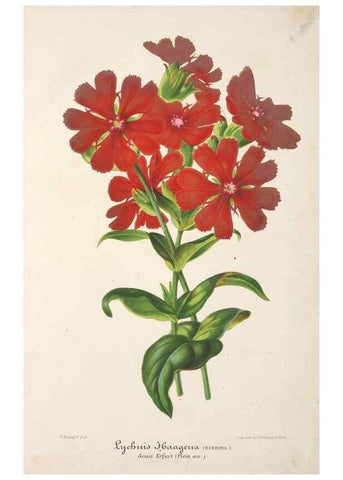 Reproducción/Reproduction 49686243921: L'Illustration horticole :. Gand, Belgium :Imprimerie et lithographie de F. et E. Gyselnyck,1854-1896.. 