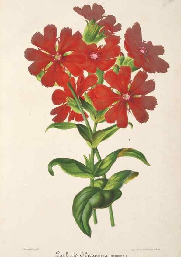 Reproducción/Reproduction 49686243921: L'Illustration horticole :. Gand, Belgium :Imprimerie et lithographie de F. et E. Gyselnyck,1854-1896.. 