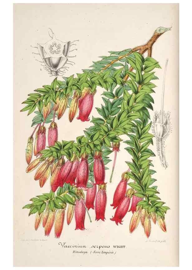 Reproducción/Reproduction 49686546592: L'Illustration horticole :. Gand, Belgium :Imprimerie et lithographie de F. et E. Gyselnyck,1854-1896.. 