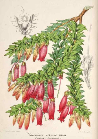 Reproducción/Reproduction 49686546592: L'Illustration horticole :. Gand, Belgium :Imprimerie et lithographie de F. et E. Gyselnyck,1854-1896.. 