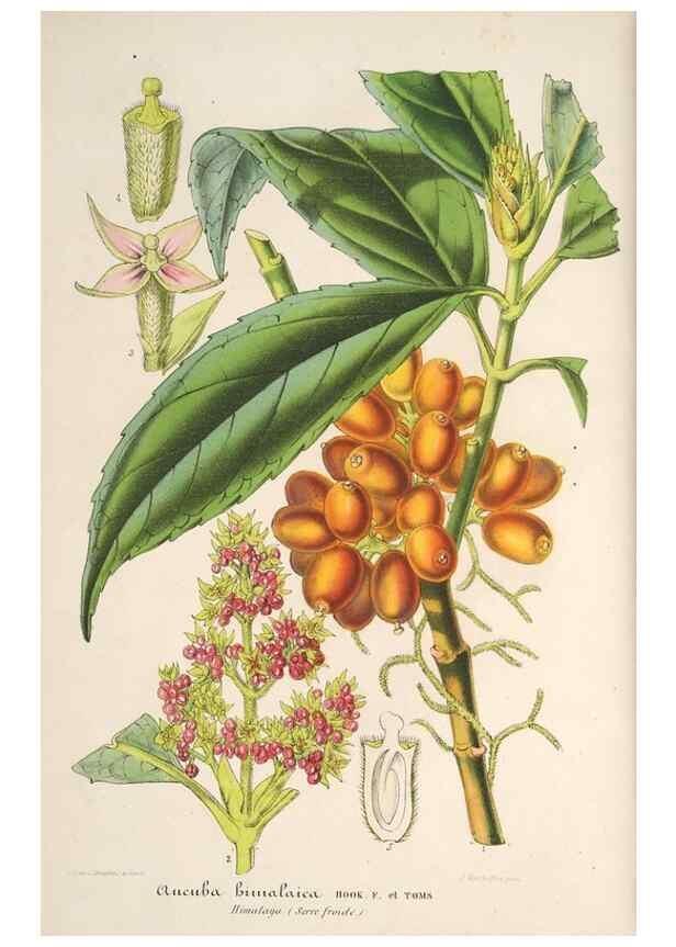 Reproducción/Reproduction 49686546992: L'Illustration horticole :. Gand, Belgium :Imprimerie et lithographie de F. et E. Gyselnyck,1854-1896.. 