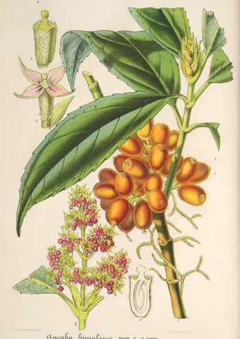 Reproducción/Reproduction 49686546992: L'Illustration horticole :. Gand, Belgium :Imprimerie et lithographie de F. et E. Gyselnyck,1854-1896.. 