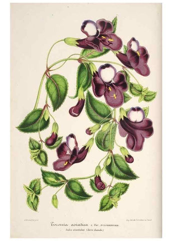 Reproducción/Reproduction 49686547297: L'Illustration horticole :. Gand, Belgium :Imprimerie et lithographie de F. et E. Gyselnyck,1854-1896.. 