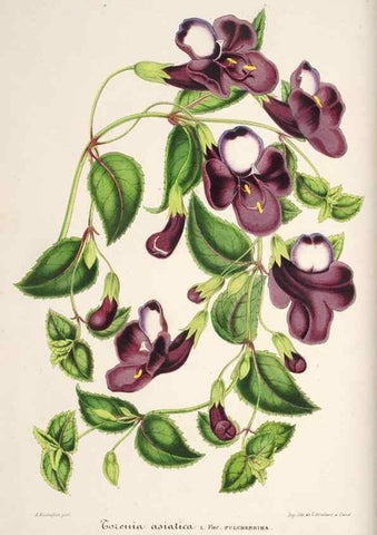 Reproducción/Reproduction 49686547297: L'Illustration horticole :. Gand, Belgium :Imprimerie et lithographie de F. et E. Gyselnyck,1854-1896.. 