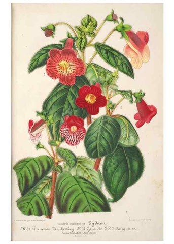 Reproducción/Reproduction 49686547702: L'Illustration horticole :. Gand, Belgium :Imprimerie et lithographie de F. et E. Gyselnyck,1854-1896.. 