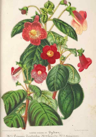 Reproducción/Reproduction 49686547702: L'Illustration horticole :. Gand, Belgium :Imprimerie et lithographie de F. et E. Gyselnyck,1854-1896.. 