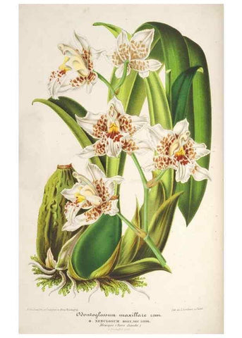 Reproducción/Reproduction 49686245506: L'Illustration horticole :. Gand, Belgium :Imprimerie et lithographie de F. et E. Gyselnyck,1854-1896.. 