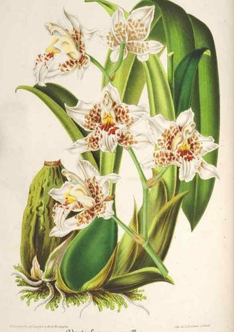Reproducción/Reproduction 49686245506: L'Illustration horticole :. Gand, Belgium :Imprimerie et lithographie de F. et E. Gyselnyck,1854-1896.. 