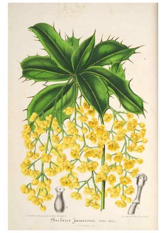 Reproducción/Reproduction 49685715163: L'Illustration horticole :. Gand, Belgium :Imprimerie et lithographie de F. et E. Gyselnyck,1854-1896.. 