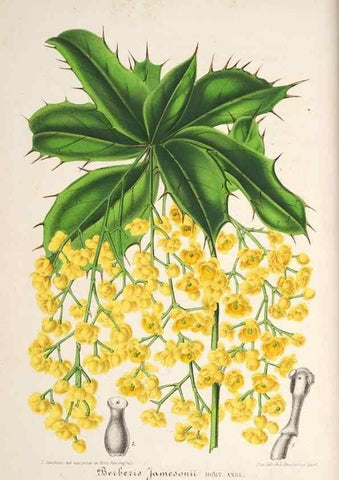 Reproducción/Reproduction 49685715163: L'Illustration horticole :. Gand, Belgium :Imprimerie et lithographie de F. et E. Gyselnyck,1854-1896.. 