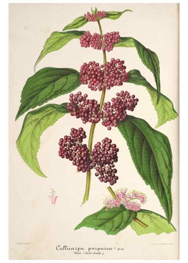 Reproducción/Reproduction 49686548617: L'Illustration horticole :. Gand, Belgium :Imprimerie et lithographie de F. et E. Gyselnyck,1854-1896.. 